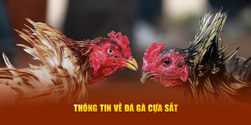 Sơ lược thông tin cần biết về đá gà cựa sắt SHBET